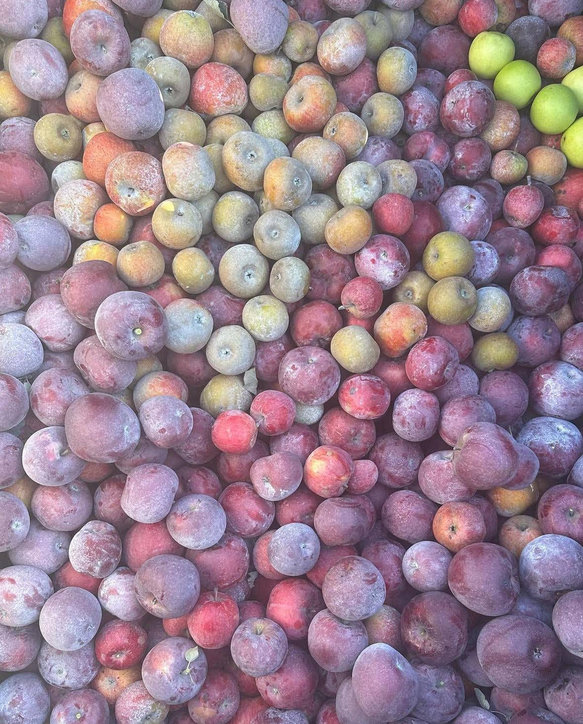 Little Long Ears Provisions - Venta al por mayor Vinagre - Vinagre de sidra de manzana3