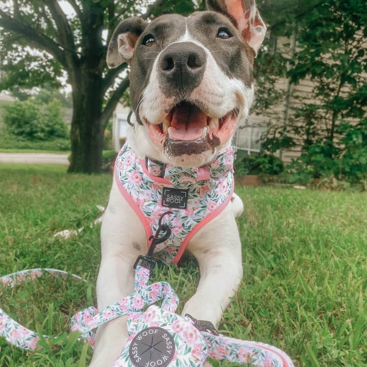 SASSY WOOF - Wholesale Pet Leash - Dog - Dog Leash - Magnolia8