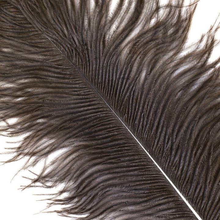 Large Ostrich Feathers - 17"+ Drabs - Natural for wholesale by Zucker Feather Products