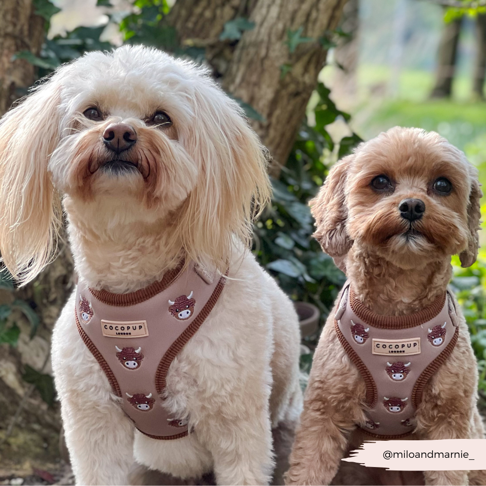 Cocopup London - Wholesale Pet Harness - Dog - Harold the Highland Cow Adjustable Neck HARNESS10