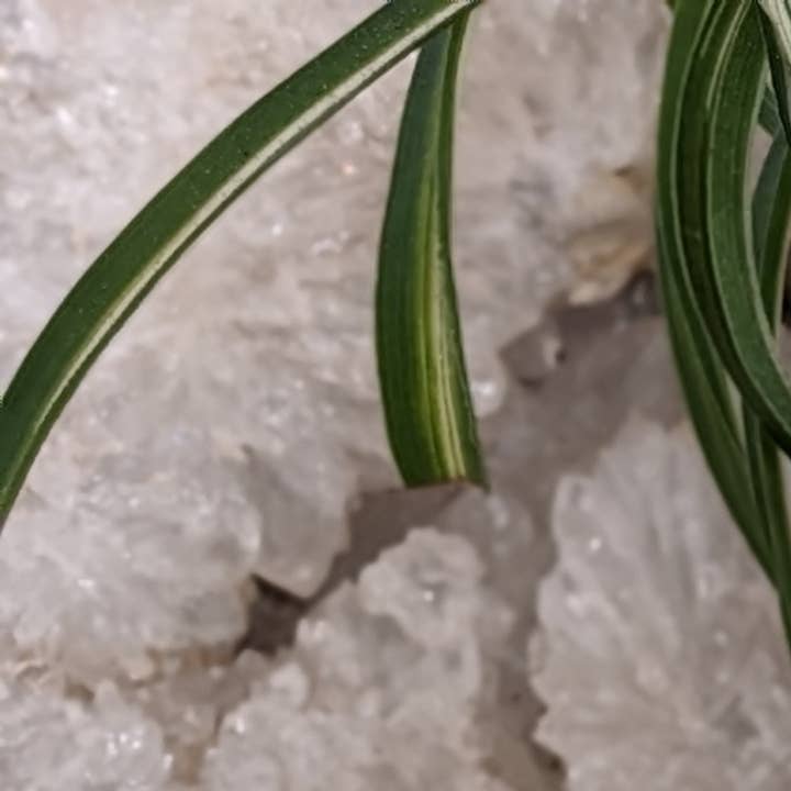 Migraine Essential Oil Roller for wholesale by Life Distilled