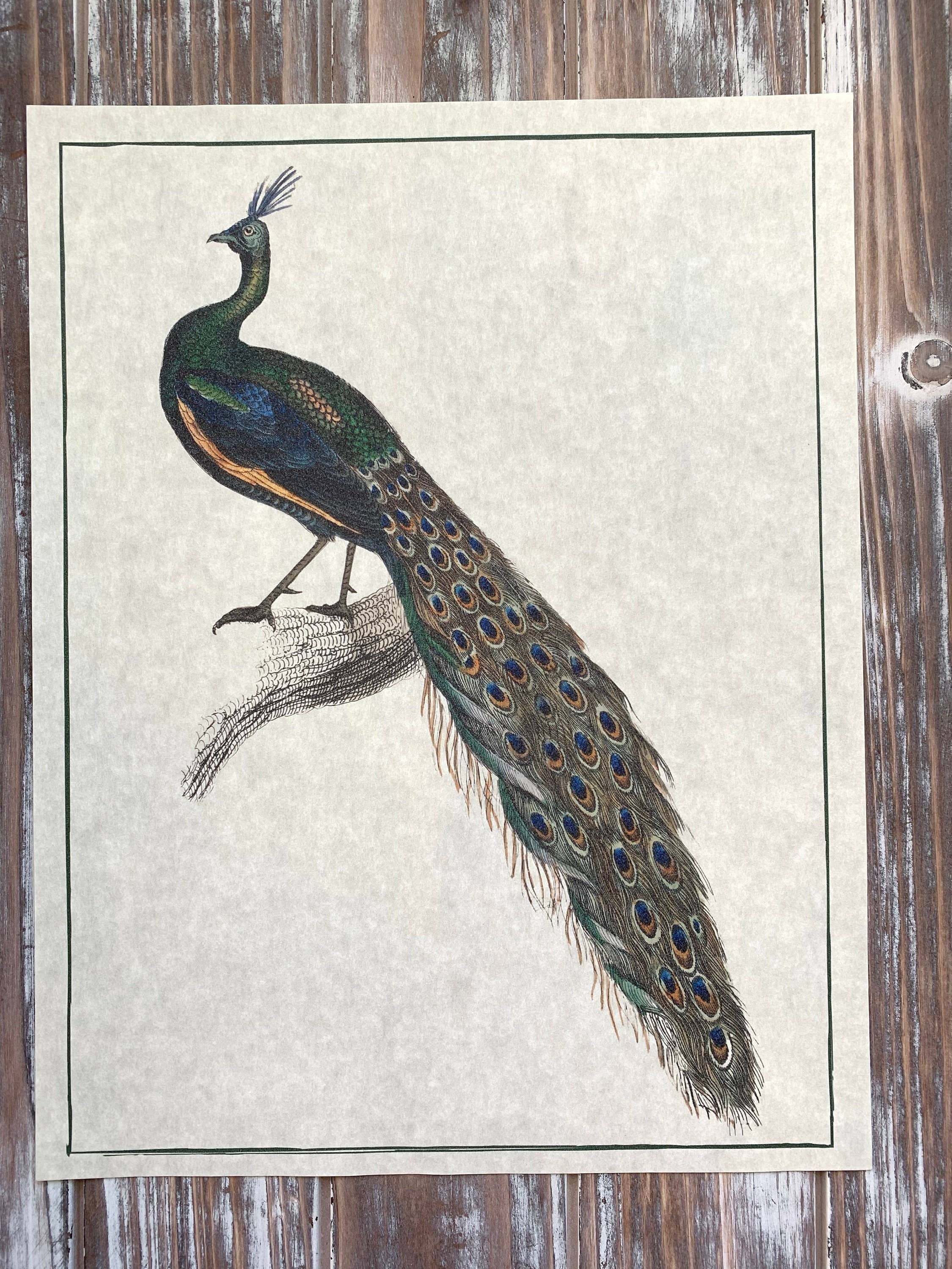 Magnifique Hearts – Großhandel Kunstdruck – Kunstdrucke im Vintage-Stil mit Pfauenmotiv Wanddekoration Pergamentpapier1