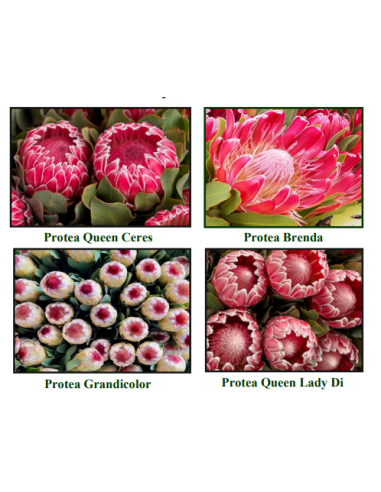 Florasource - Wholesale Fresh Cut Flowers - Protea Assorted 15 or 30 Stems1