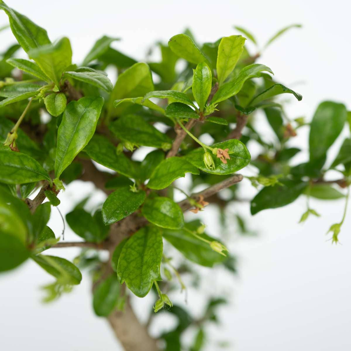 Oasis of Life - Wholesale Live Plant - Bonsai - Set of 2 Chinese bonsai trees - approx. 5 years old - with Easy Care System & water level indicator - Decorative Zen arrangement with stones & mini waterfall - Easy to care for & durable - Height 25–35cm - Ø29cm3