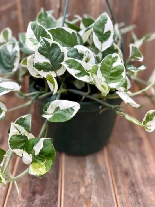 Pothos Pearls and Jade for wholesale by White Stable Farms