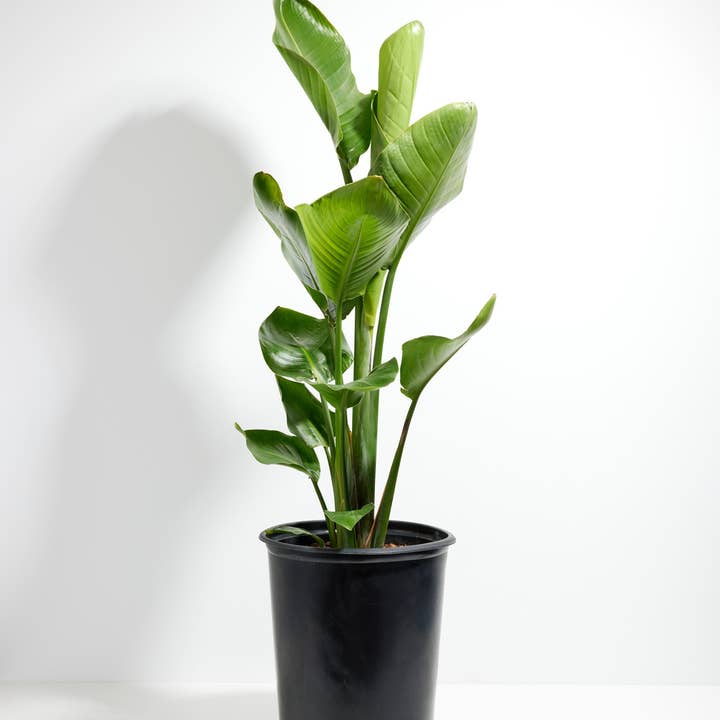 Lively Root - Wholesale Live Plant - Giant Bird of Paradise13