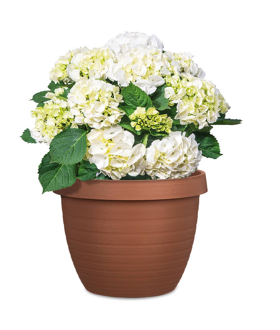 Scheurich - Wholesale Plant Pot - Country Star 270 plastic flower top/planter12