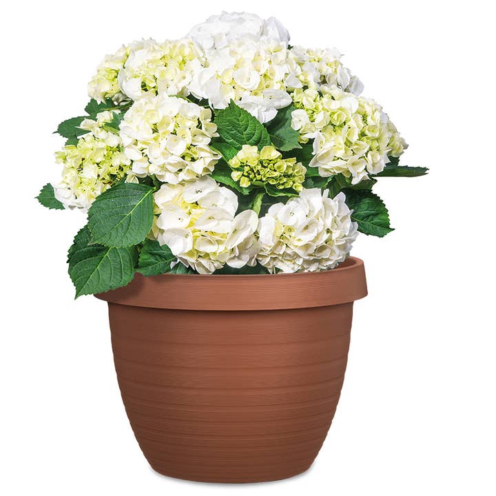 Scheurich - Vente Pot - Country Star 270 bac à fleurs/plante en plastique12