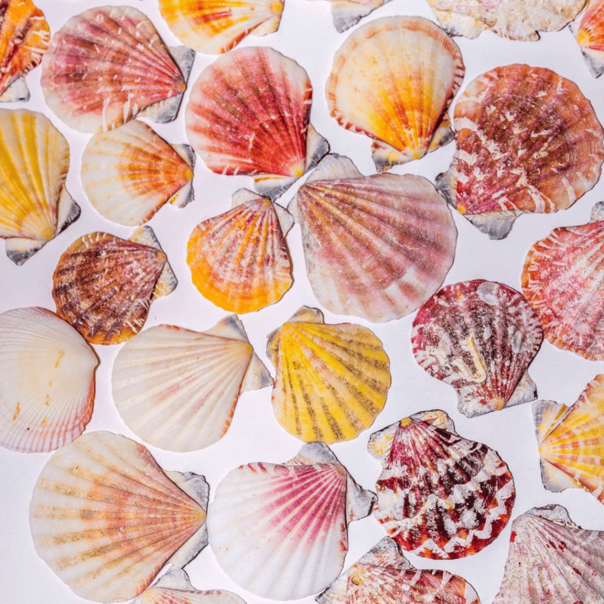 GLifee – Engroshandel Håndværk forsyninger – Kammuslingeskaller til Håndværk, Dekoration, Gave Engros5