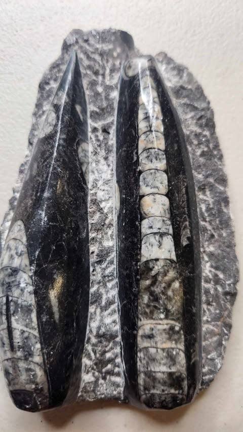 Midnight,Moonlight & Magick - Wholesale Decorative Plate/Dish/Bowl - Orthocera in Matrix Plate - Morocco0