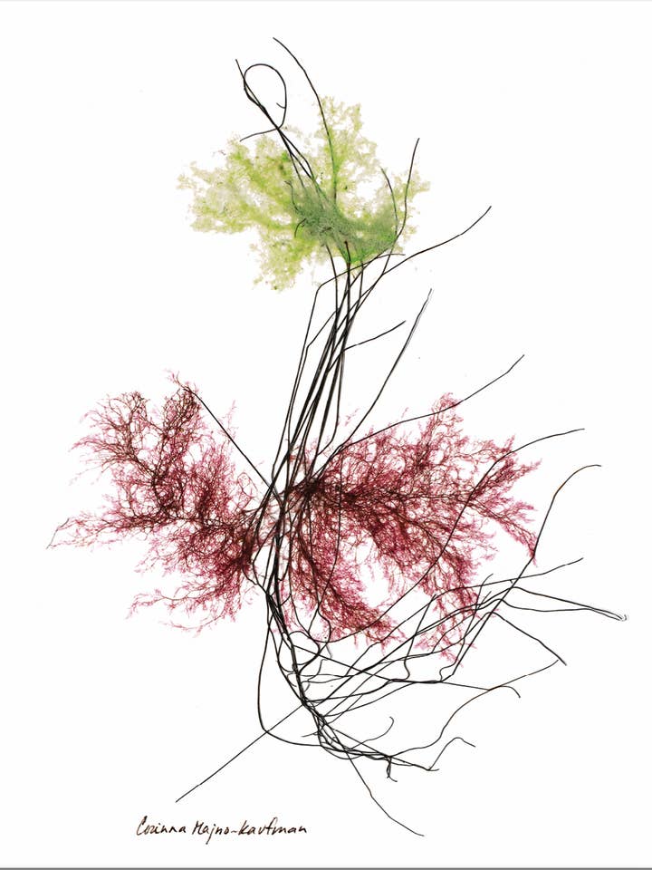 Seaweed Art Cartes de voeux 5x7 Design #30 pour la vente par Seaweed Artist