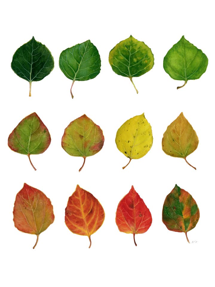 Aspen Leaf Seasons Art Print for wholesale by Art by Emma Lian