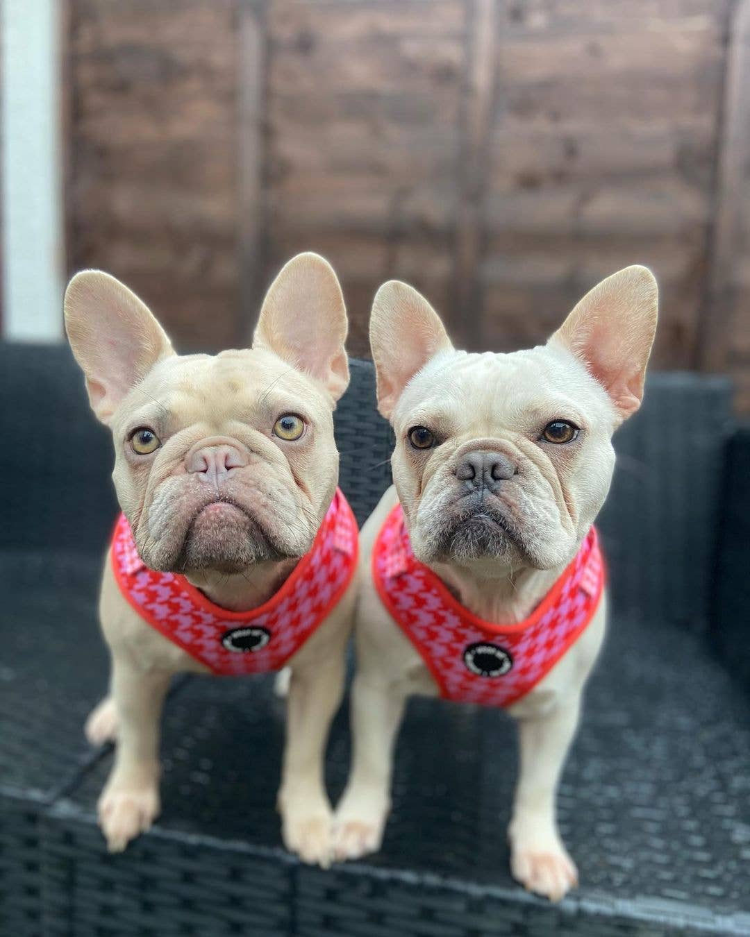 WOOF INC - Wholesale Pet Harness - Dog - Red & Pink Houndstooth Adjustable Dog Harness2