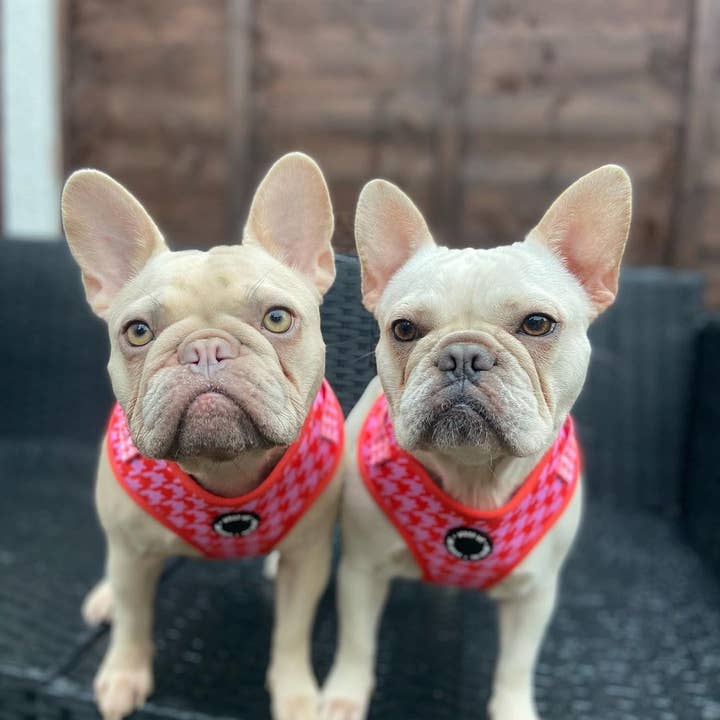 WOOF INC - Wholesale Pet Harness - Dog - Red & Pink Houndstooth Adjustable Dog Harness2