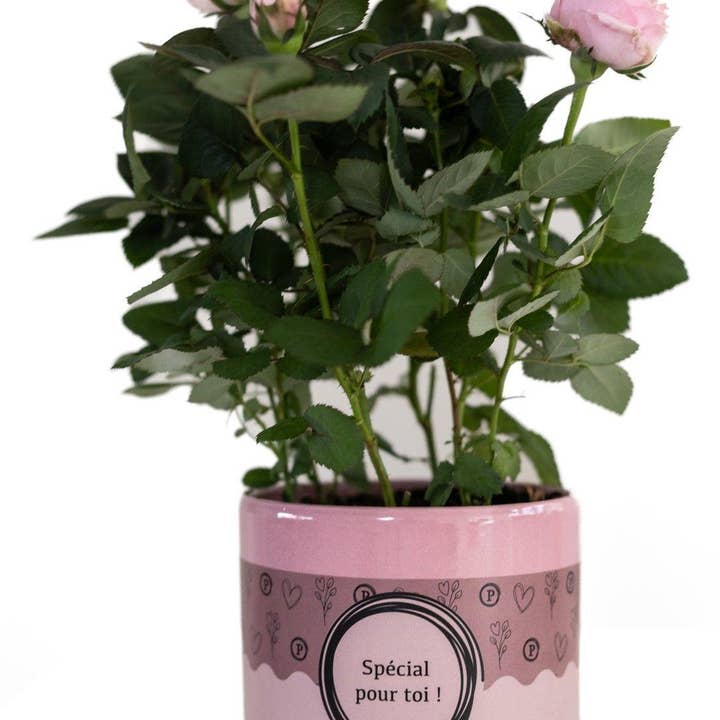Oasis of Life - Wholesale Live Plant - Rose Light Pink in "Pour Toi" Pot – Ø12cm ↕30cm – Light Pink Rose as a Gift Idea – Noble Houseplant with Packaging – Symbol of Love & Affection0