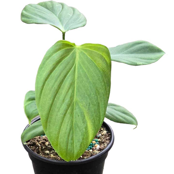 Arcadia Garden Products - Wholesale Live Plant - Philodendron Fuzzy Petiole 4 inch Grower Pot0