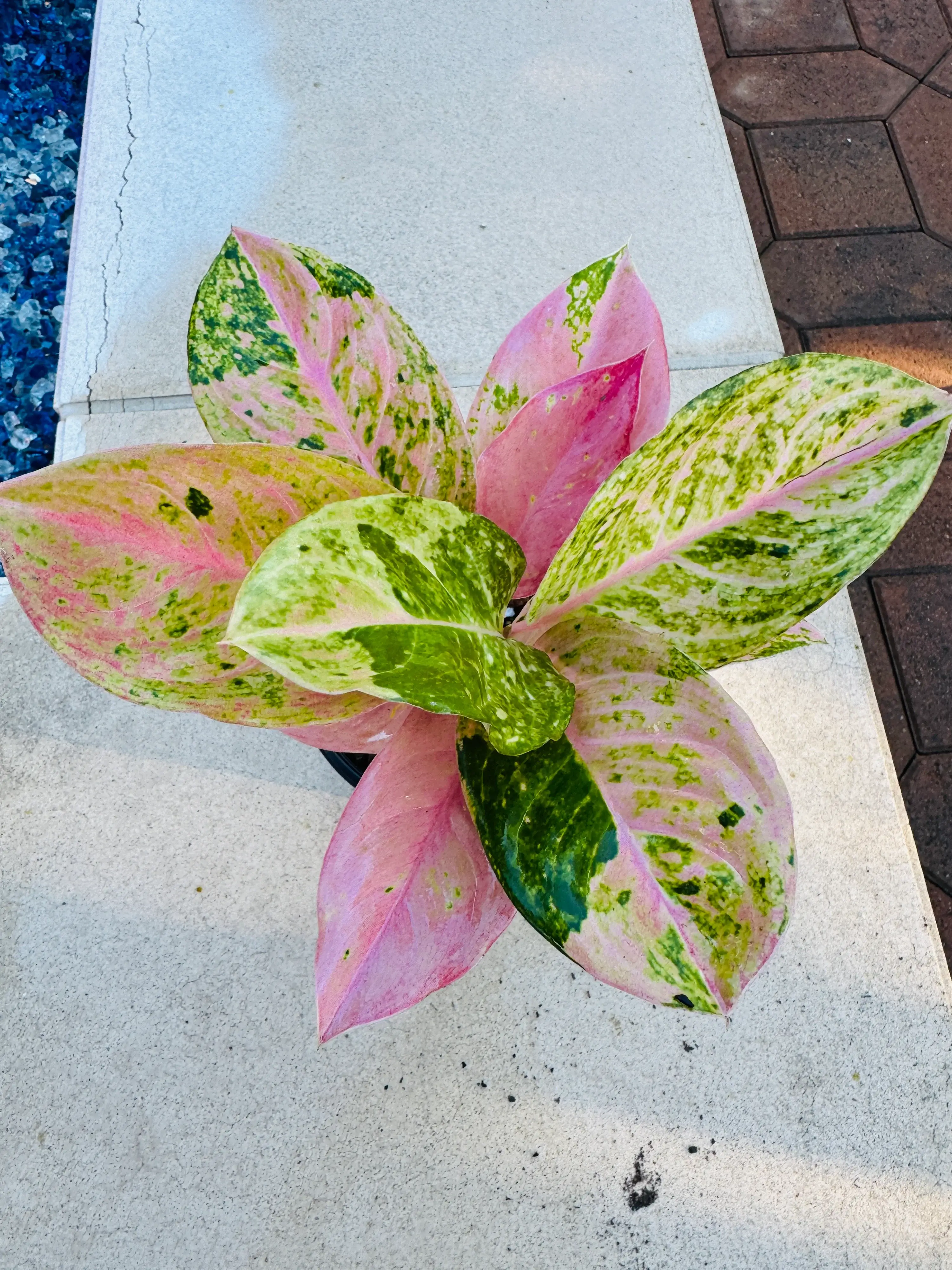 Plant Vault - Wholesale Live Plant - Aglaonema Prakaiphet1