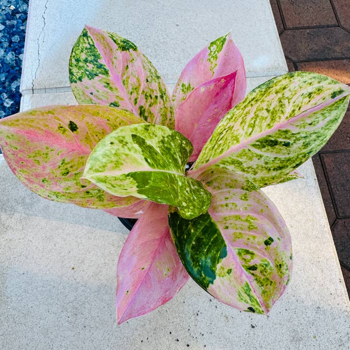 Plant Vault - Wholesale Live Plant - Aglaonema Prakaiphet1