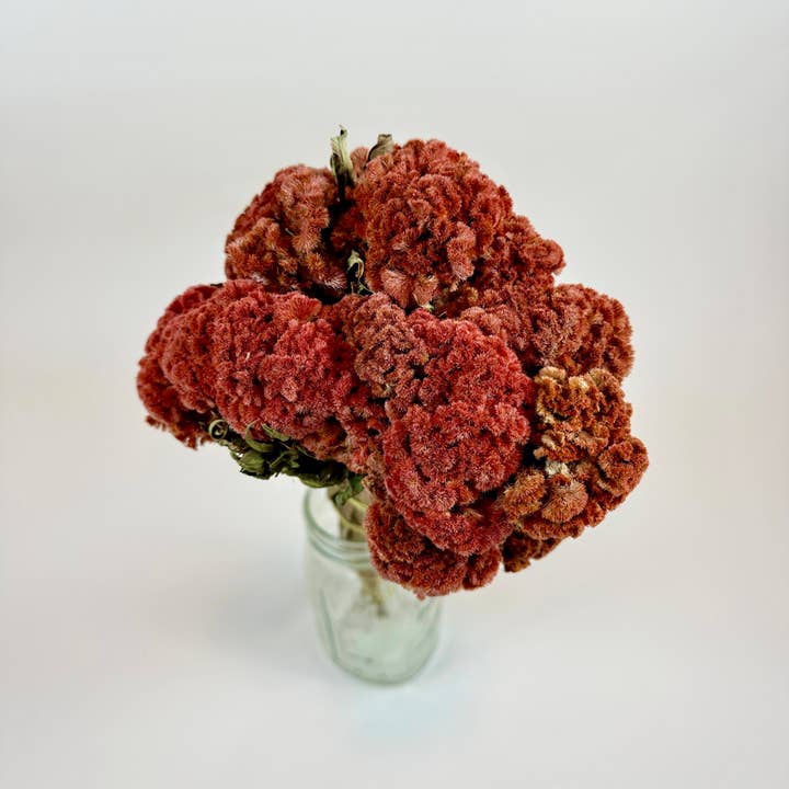 Lovejoy Farms Premium Dried Flowers - Vendita all'ingrosso Fiori secchi/pressati - Cresta di gallo (Celosia) - Autunno