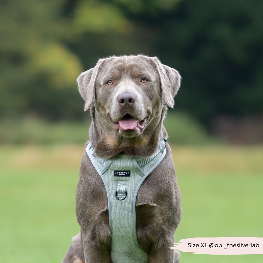 Cocopup London - Wholesale Tuig voor huisdieren - Hond - Verken Harness - Salie Tweed5