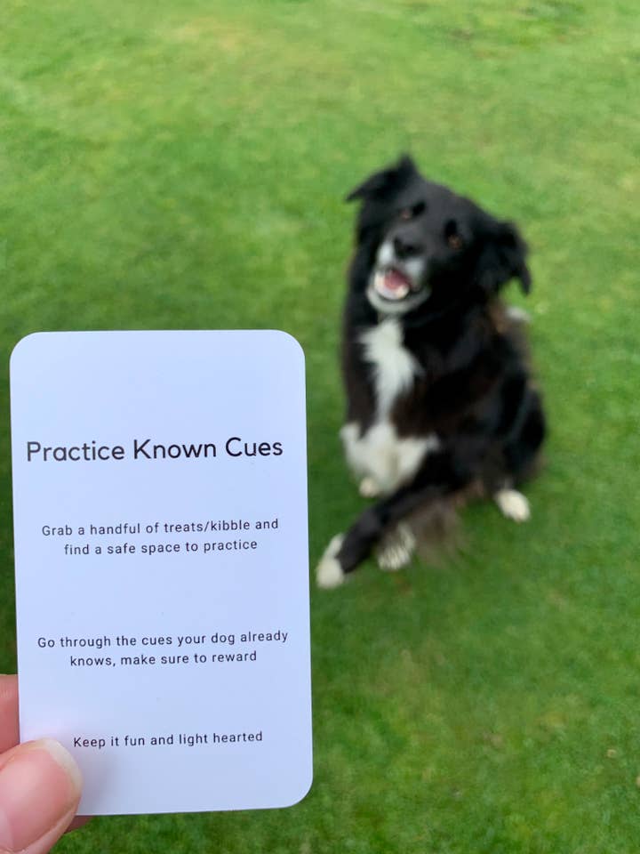 Dog Enrichment Activity cards for wholesale by Enriched Canines