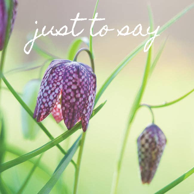 Photonotes Notecards - Fritillary (pack of 5) for wholesale by Leonard Smith