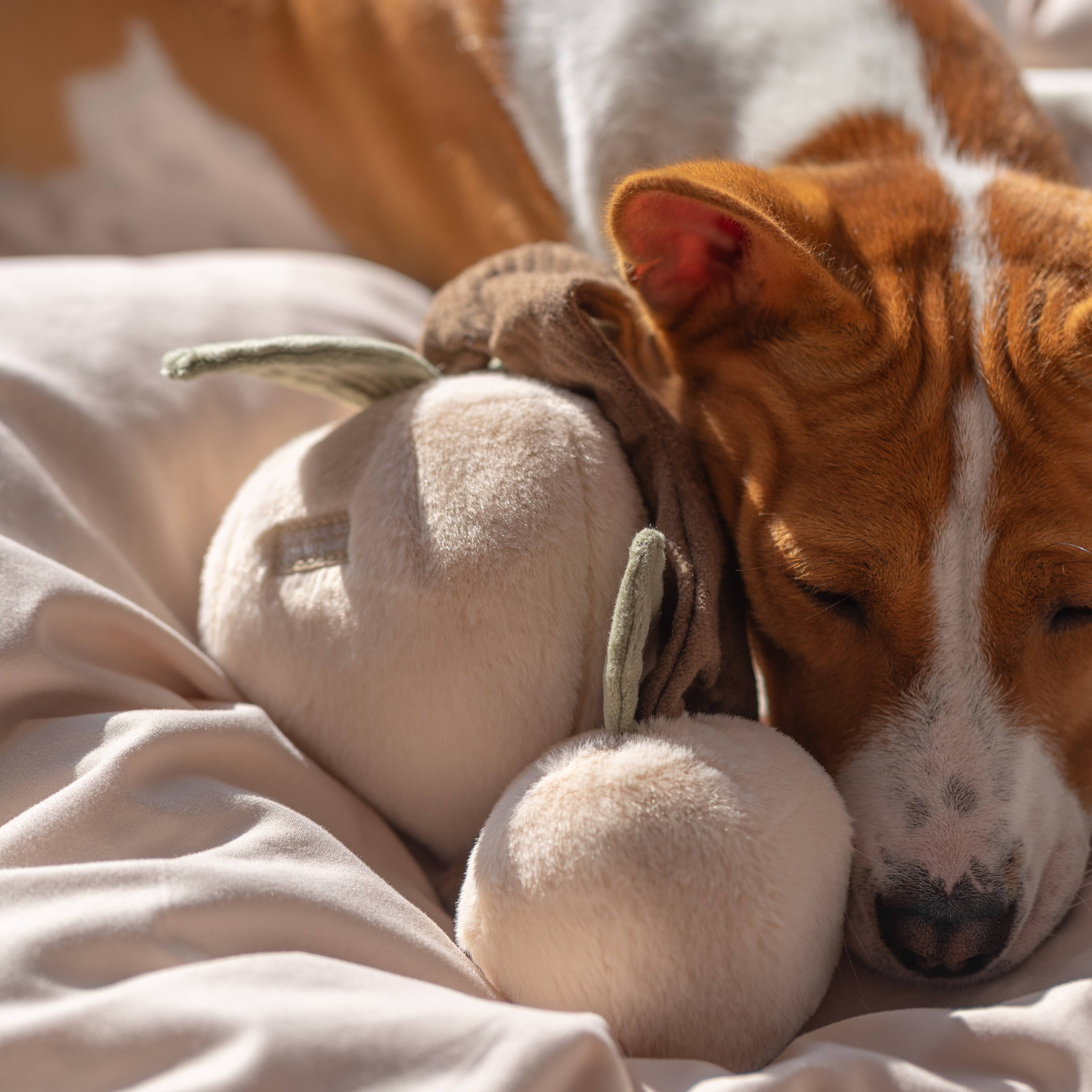 Lambwolf EU - Wholesale Pet Plush Toy - Dog - MOMO//Enrichment Toy3