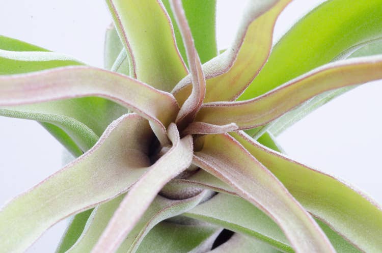 The Artizan Way - Wholesale Live Plant - Tillandsia Streptophylla - Air Plant2