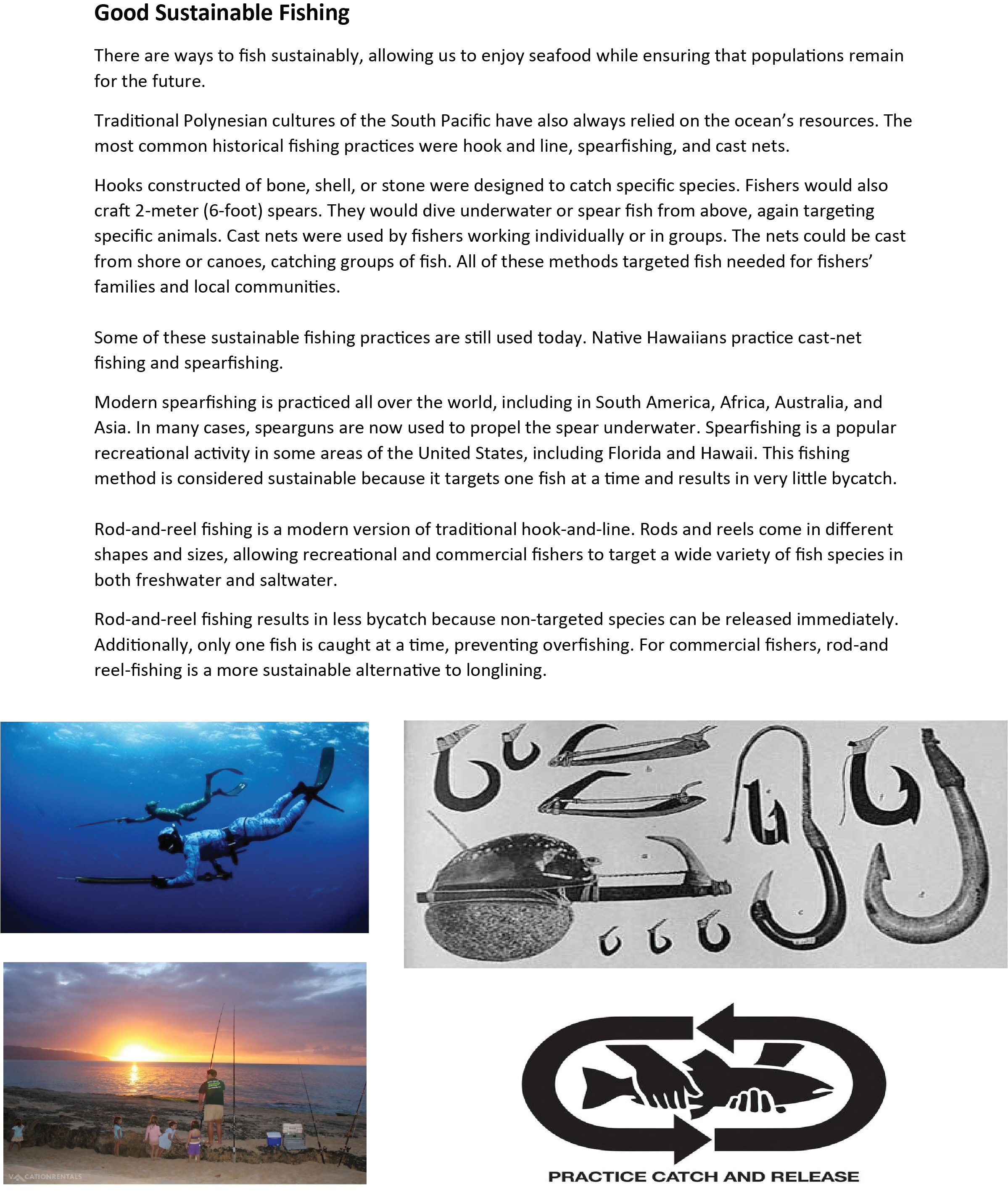 Advance Wildlife Education LLC – wholesale Målarbok - Barn och baby – Hajar och Rays pedagogisk målarbok6