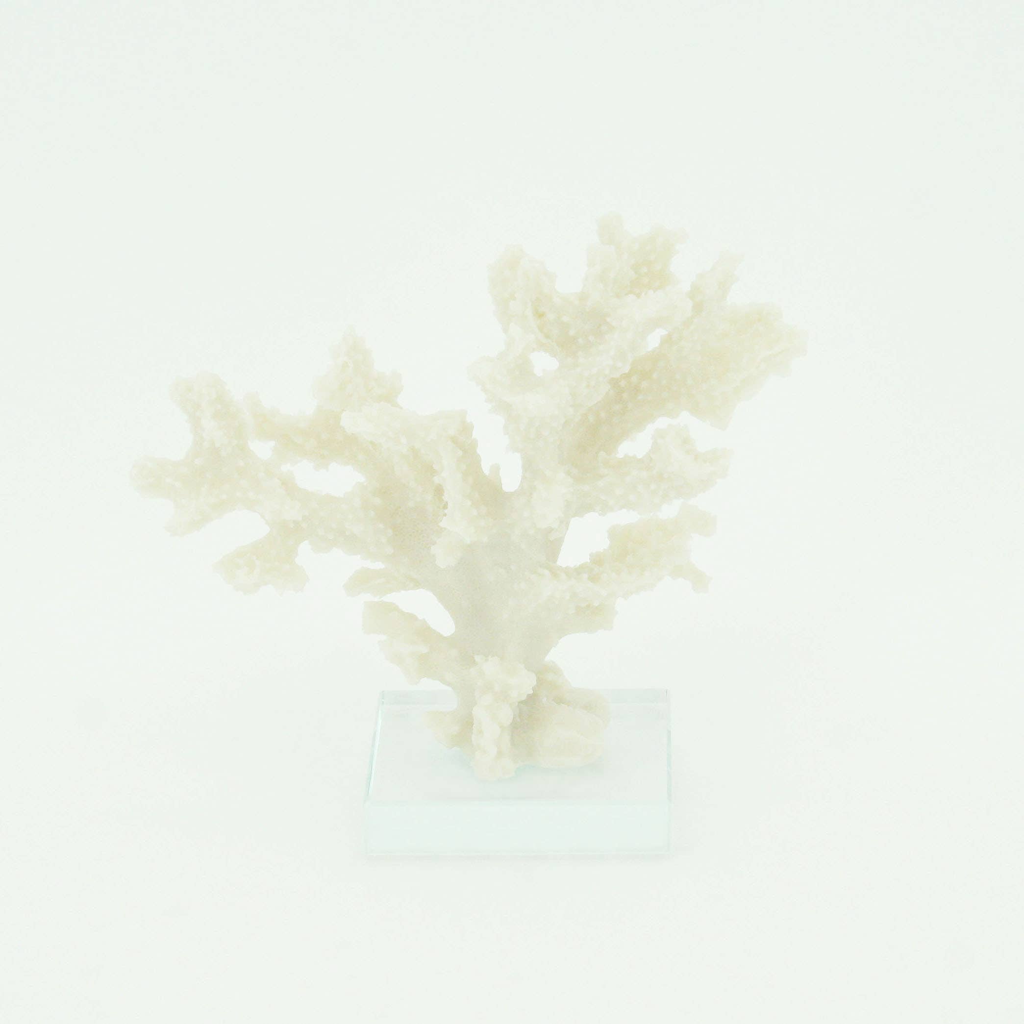 Modern Coastal by Contrast Inc. - Wholesale Decorative Tabletop Object - Staghorn Coral on Base0