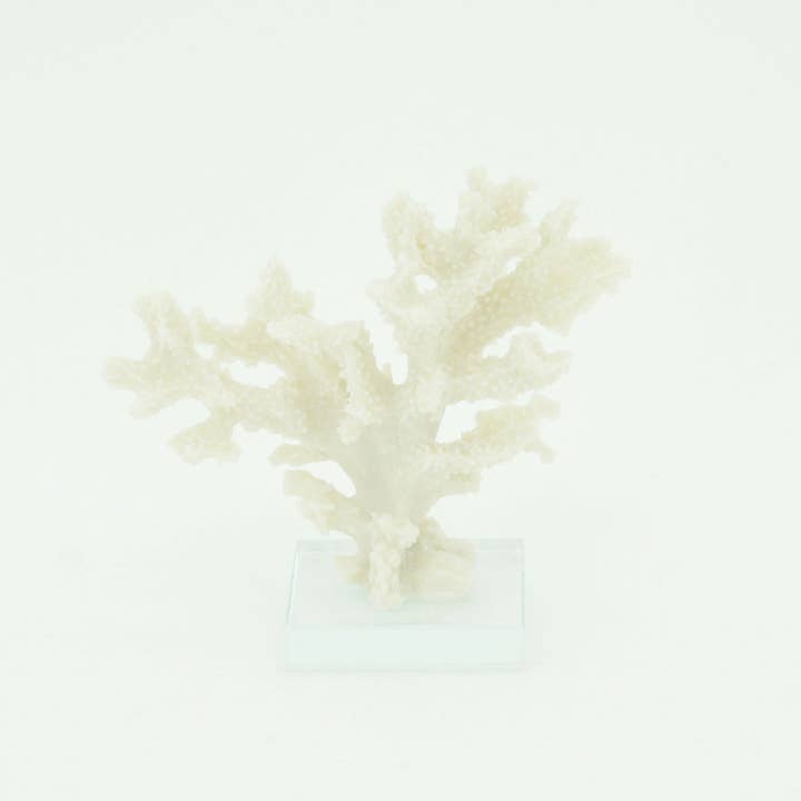 Staghorn Coral on Base and other Purchase Wholesale coral and tusk. Free Returns & Net 60 Terms on Faire trending on Faire.