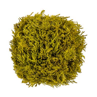 Willow Group - Wholesale Artificial Plant - PRESERVED LEMON CYPRESS BALL0