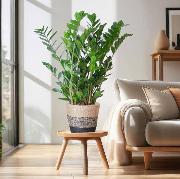 Oasis of Life - Wholesale Live Plant - Zamioculcas Zamiifolia ZZ Plant – robust houseplant ↕80cm Ø21cm – easy-care emerald palm in sustainable Viber pot black2