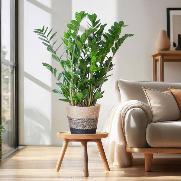 Oasis of Life - Wholesale Live Plant - Zamioculcas Zamiifolia ZZ Plant – robust houseplant ↕80cm Ø21cm – easy-care emerald palm in sustainable Viber pot black2