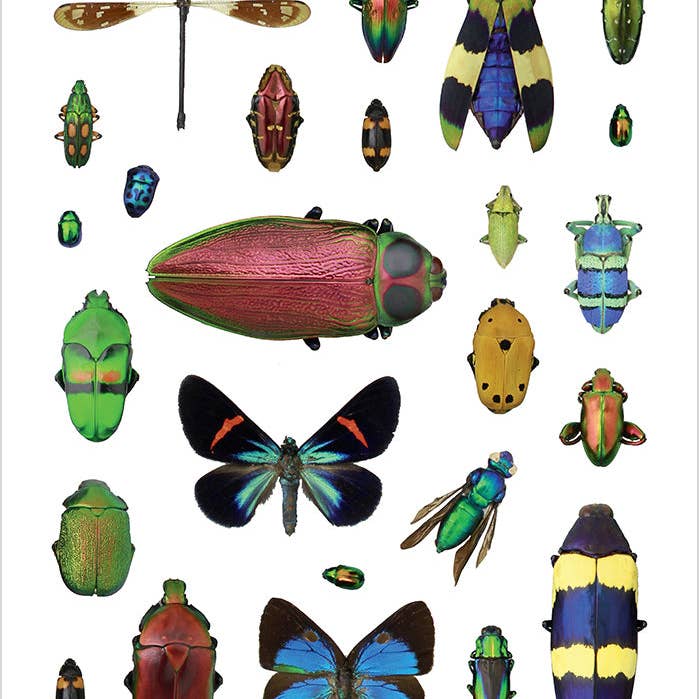 Pomegranate - Wholesale Sticker - Christopher Marley's Incredible Insects Sticker Book