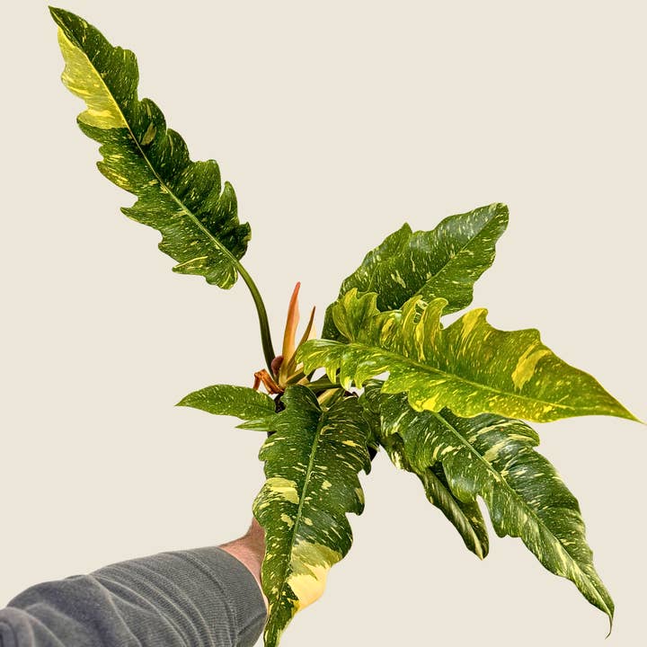 Plant Daddies of Atlanta LLC - Wholesale Live Plant - Philodendron Ring of Fire