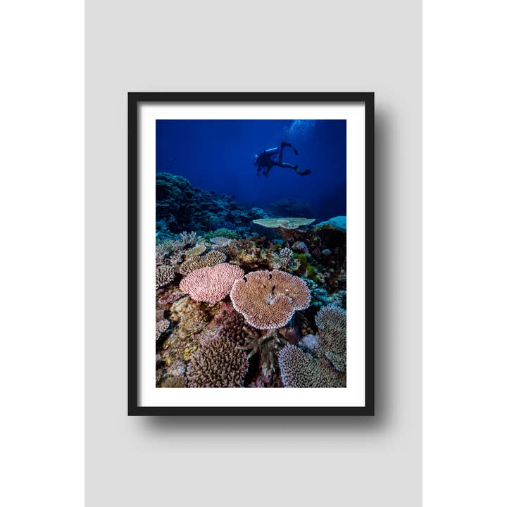 Stampa d'Arte della Barriera Corallina di Field Day Whitsundays per la vendita all'ingrosso da parte di Above And Below Gallery