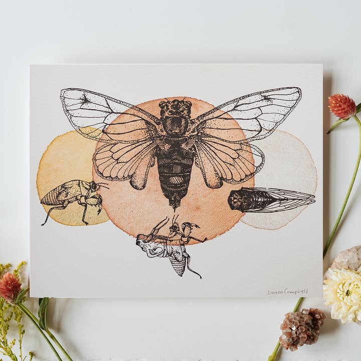 Cicada Life Cycle Art Print for wholesale by Linnea Campbell Studio
