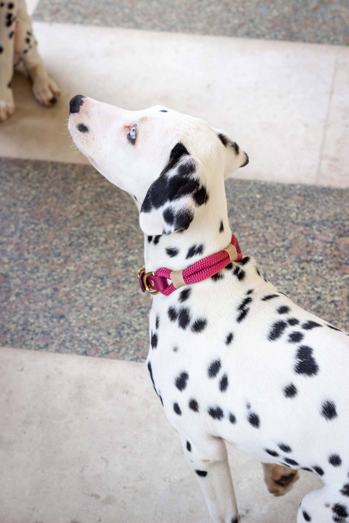 Atelier Markiz – Engroshandel Halsbånd - Hund – Sangria Halskæde4