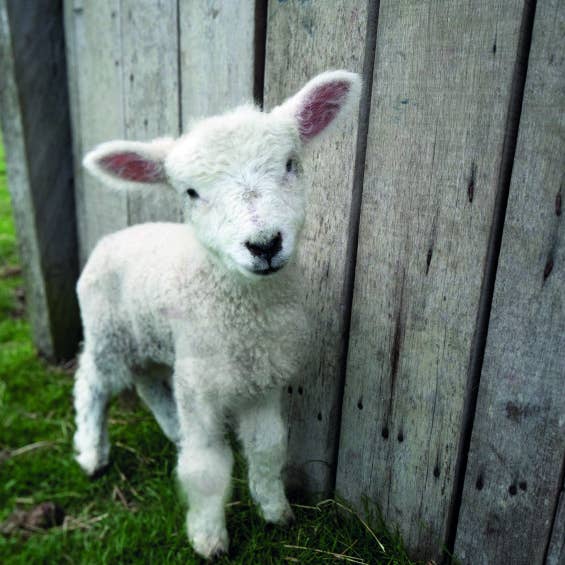 Greeting Card Newborn Lamb for wholesale by Romney Marsh Wools