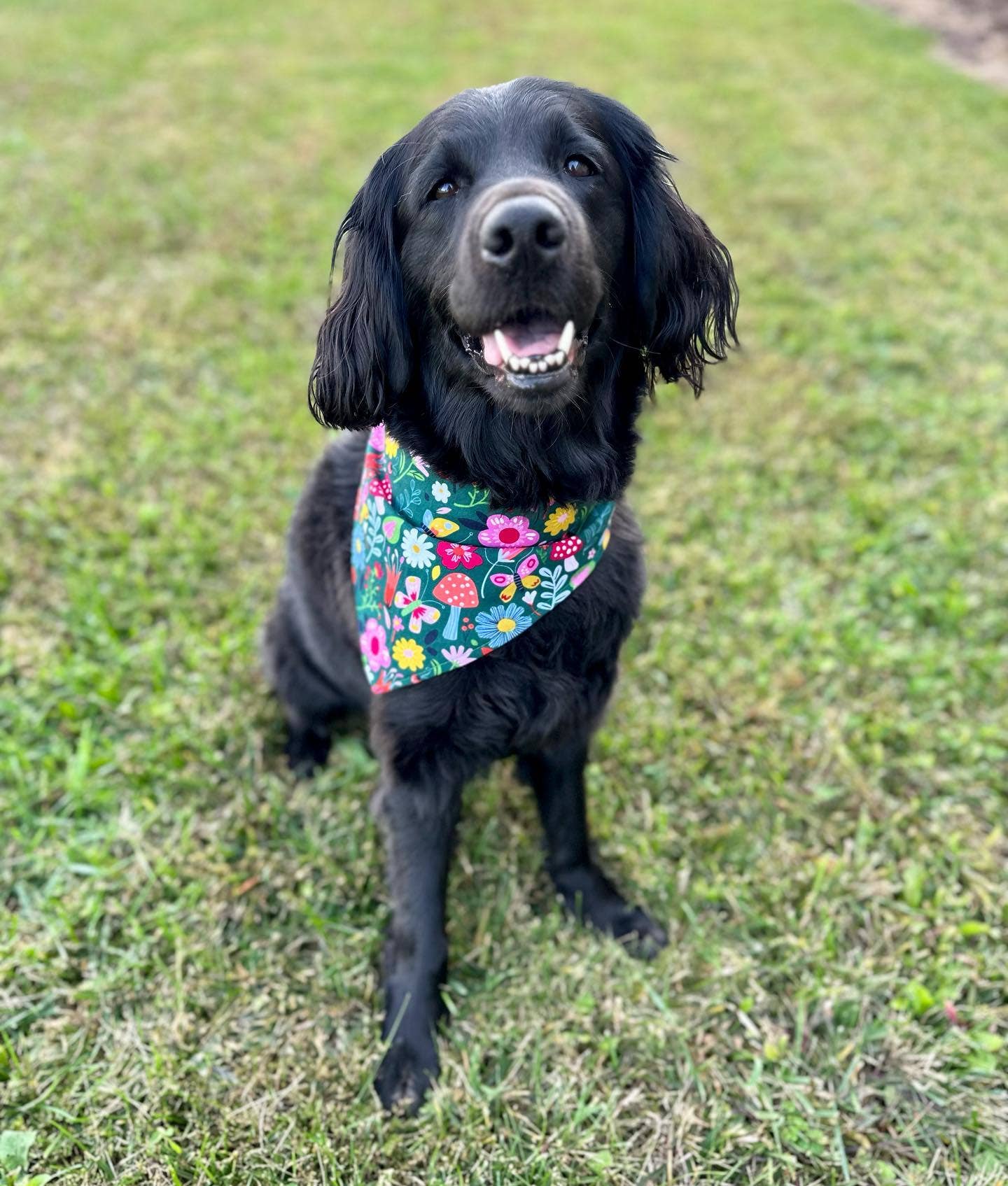 BibbyBubby - Wholesale Pet Bandana - Dog - Whimsy Dog Bandana (Snap-on, adjustable, 3 sizes available)2