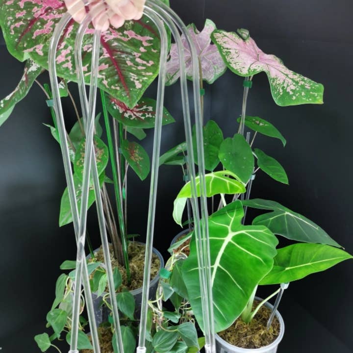 PlantBay – Großhandel Rankgitter – Bogenförmiges transparentes Rankgitter