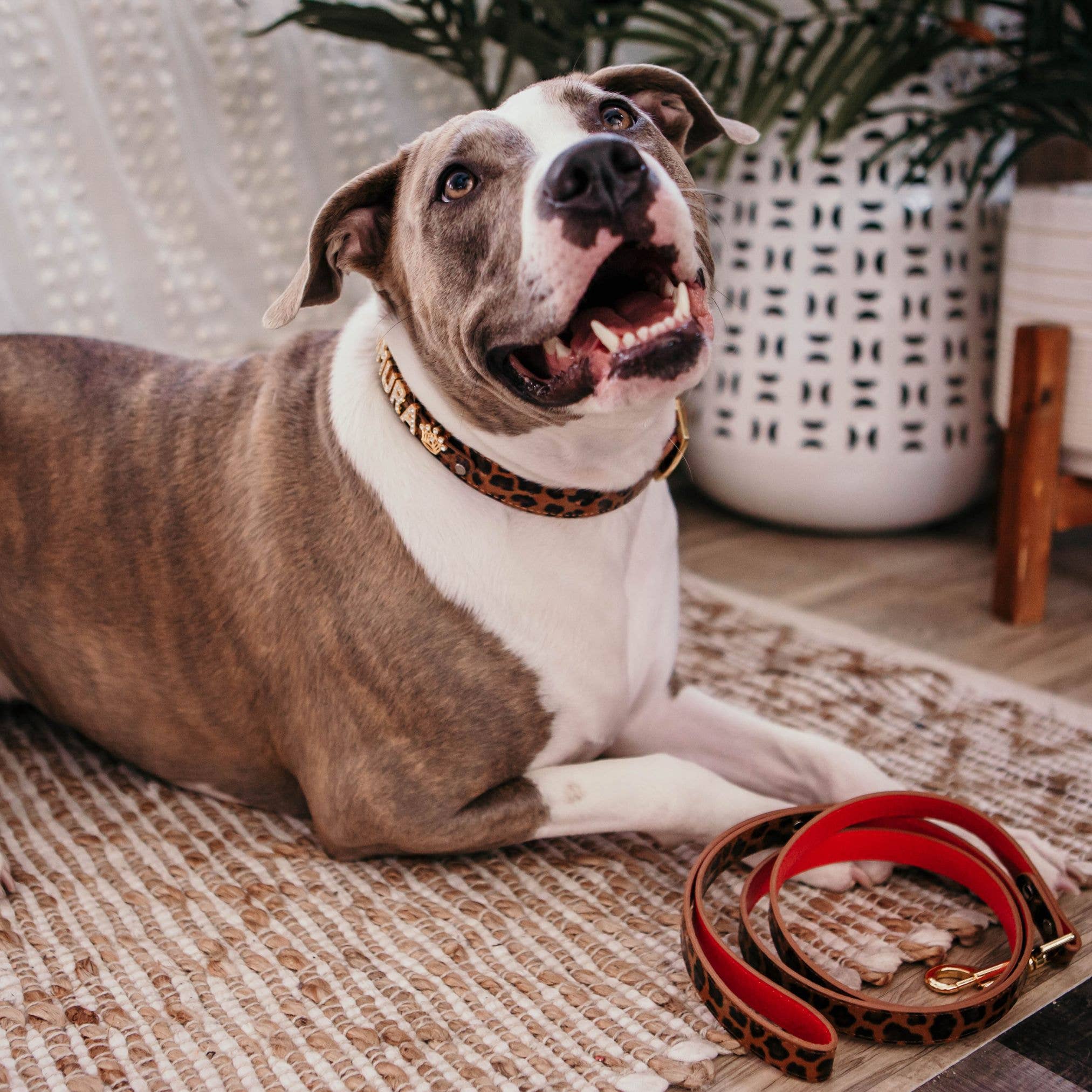 House of FurBaby – wholesale Halsband - Katt och hund – Personligt husdjurshalsband | Gepard, Guldbling1