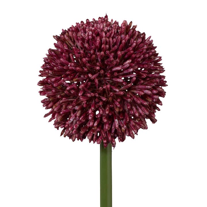 Allium, 64 cm, Erika voor wholesale door GASPER GmbH