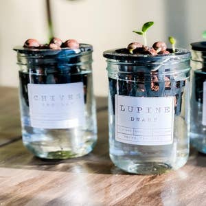 Mason Jar Indoor Flower Garden - Zinnia | Grow Kits | Seed Gifts: Grow Your Own Plant Kits | Garden Gifts | Holiday Gifts