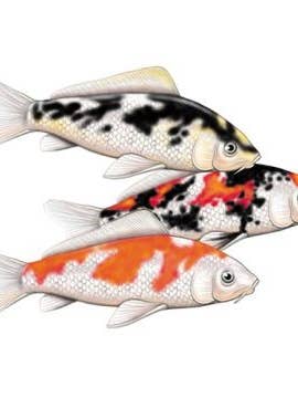 Fisch Koi Magnet aus Holz für den Großhandel von Pipsqueak Productions