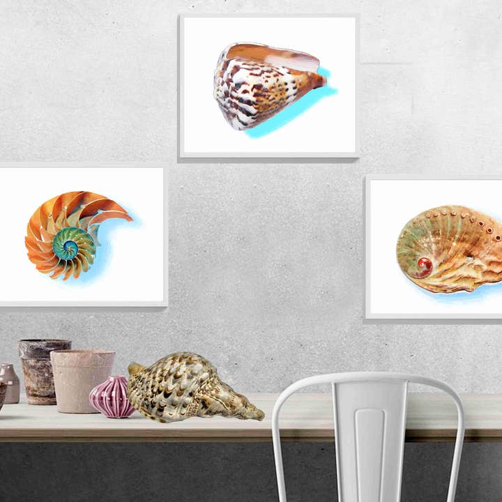 Set Of 3 Prints Sea Shells Ocean Art Tropical Shells for wholesale by BMS BIZ