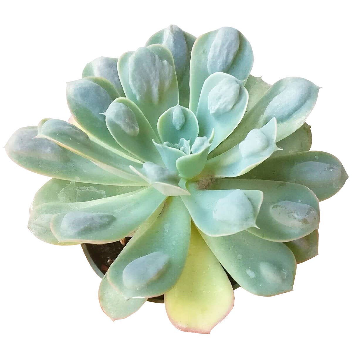 Best Plant Friend - Wholesale Succulent - Echeveria Raindrops - Unusual Succulent in 2in/4in Pot2