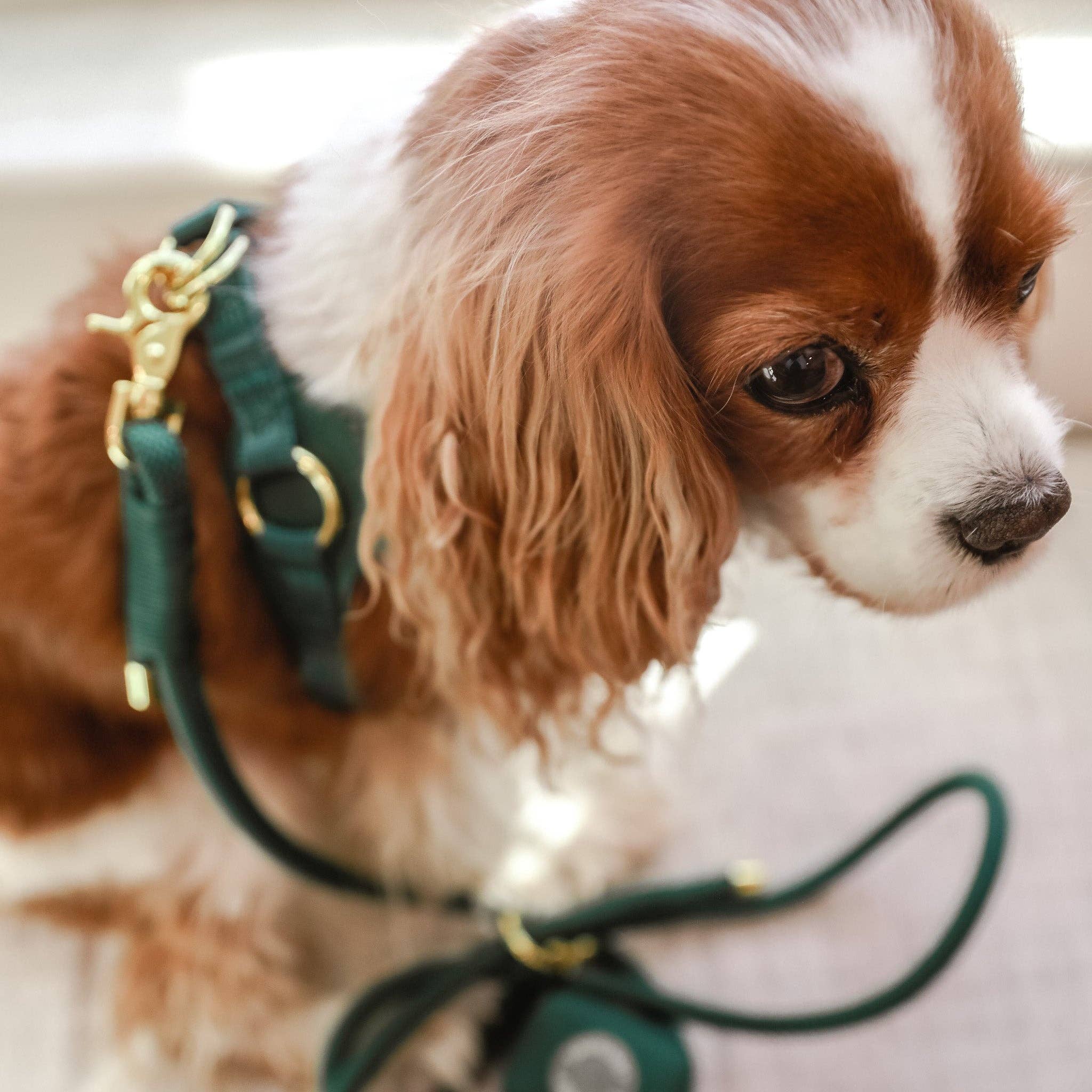 Cavology - Wholesale Pet Harness - Dog - EASY-O STEP IN HARNESS - Forest Green1