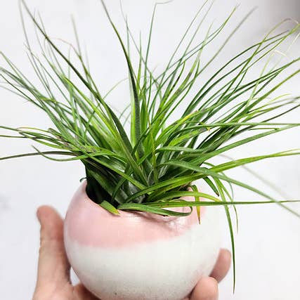 Geoform Designs - Wholesale Plant Pot - Scarlet Round Colored Concrete Planter | Airplant Sphere Pot